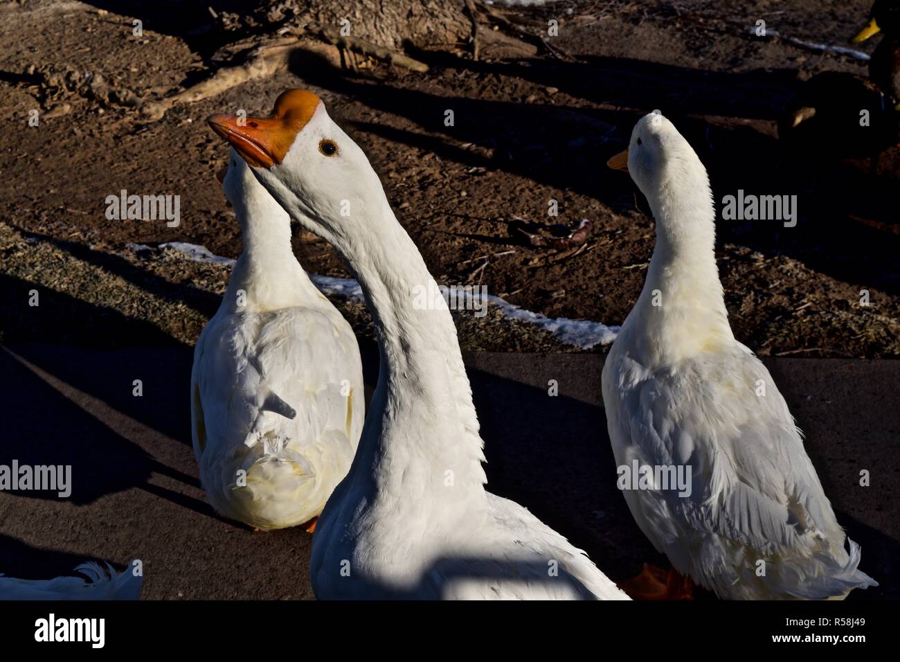 Tame Park Geese at Lindsey City Park Public Fishing Lake, Canyon, Texas Stock Photo
