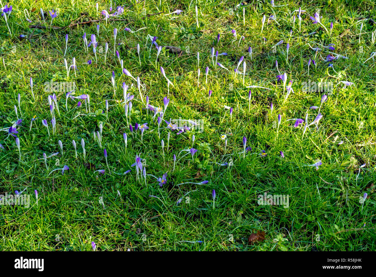 Belgium, Bruges, blue flowers on grass Stock Photo Alamy