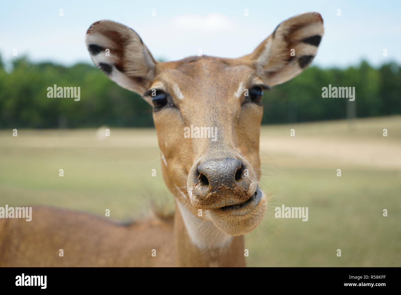 Axis Deer eating feed in wild animal park Stock Photo Alamy