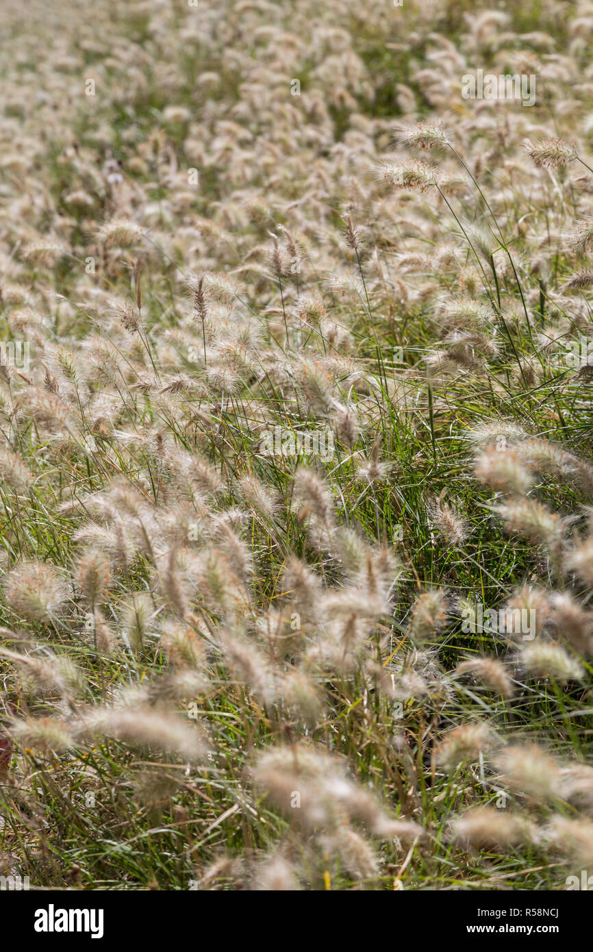 field of a wild plants with fluffy spike Stock Photo