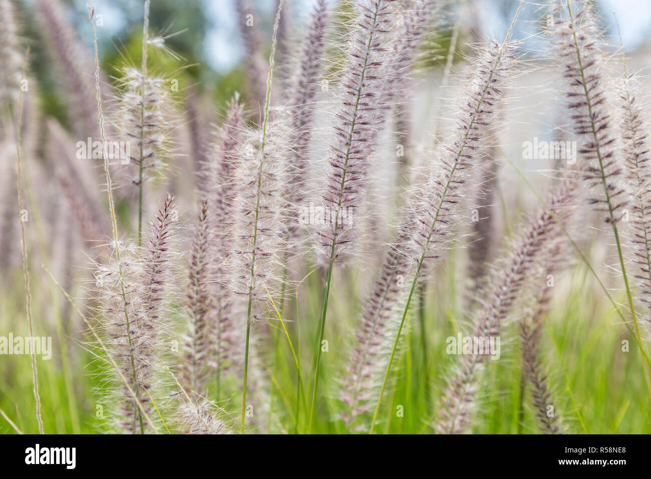 field of a wild plants with fluffy spike Stock Photo