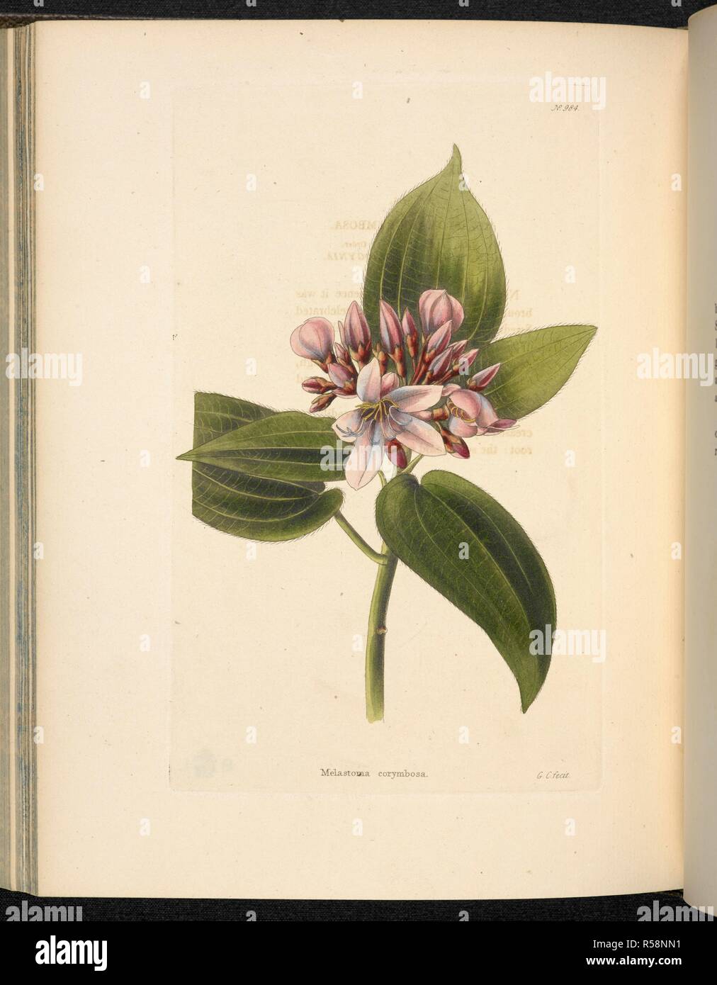 Singapore rhododendron (Melastoma malabathricum L.): branch with flowers  and fruit, flowering shoot and floral segments. Coloured line engraving.