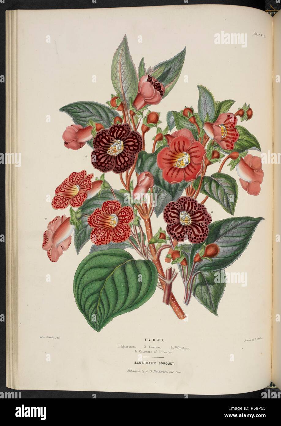 New varities of TydÃ¦. Tydaea. 1. Ignescens; 2. Lurline; 3. Volunteer; 4. Countess of Ilchester. . The Illustrated Bouquet, consisting of figures, with descriptions of new flowers. London, 1857-64. Source: 1823.c.13 plate 41. Author: Henderson, Edward George. Sowerby, Miss. Stock Photo