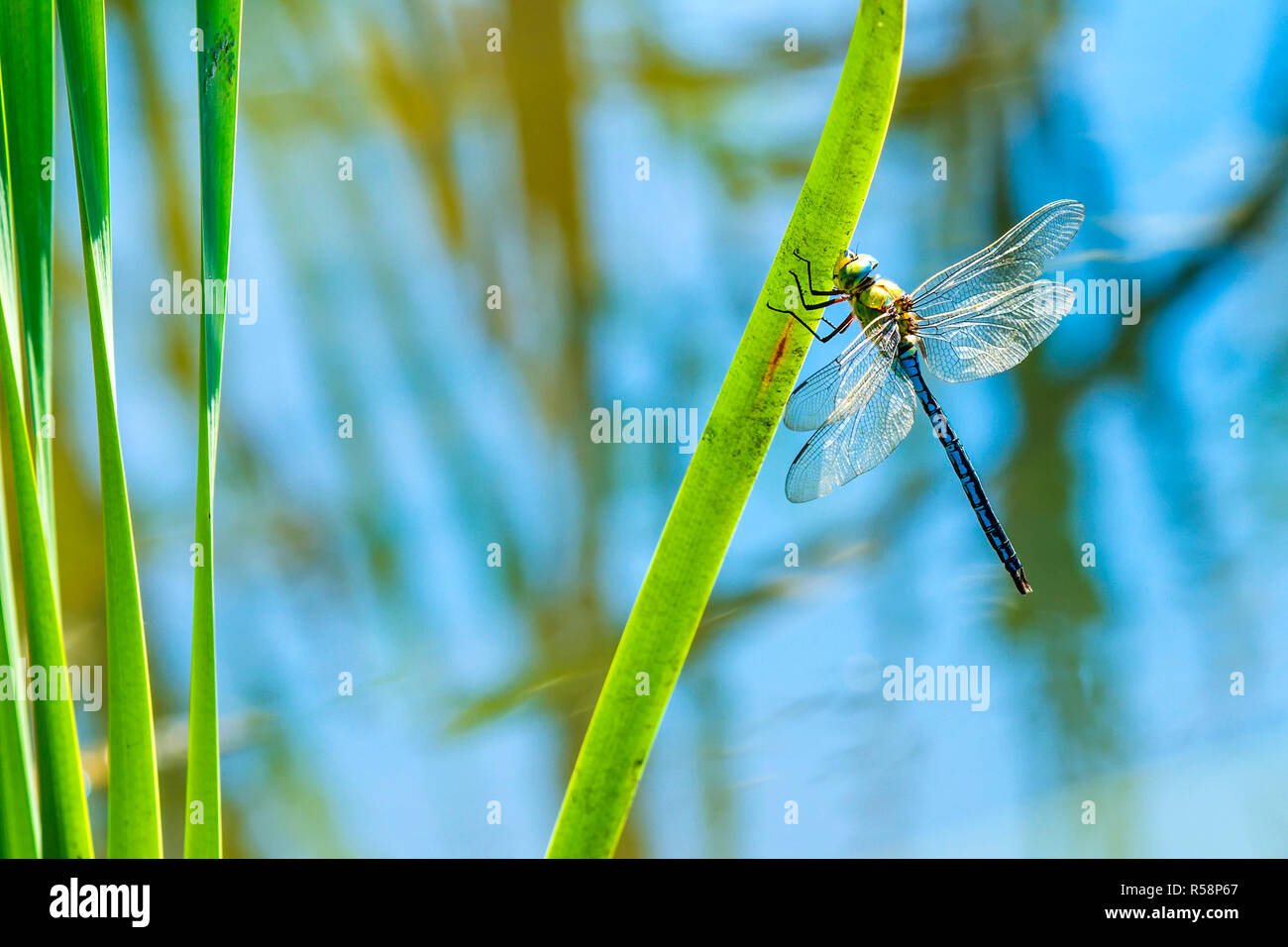 great royal dragonfly,anax imperator,male Stock Photo
