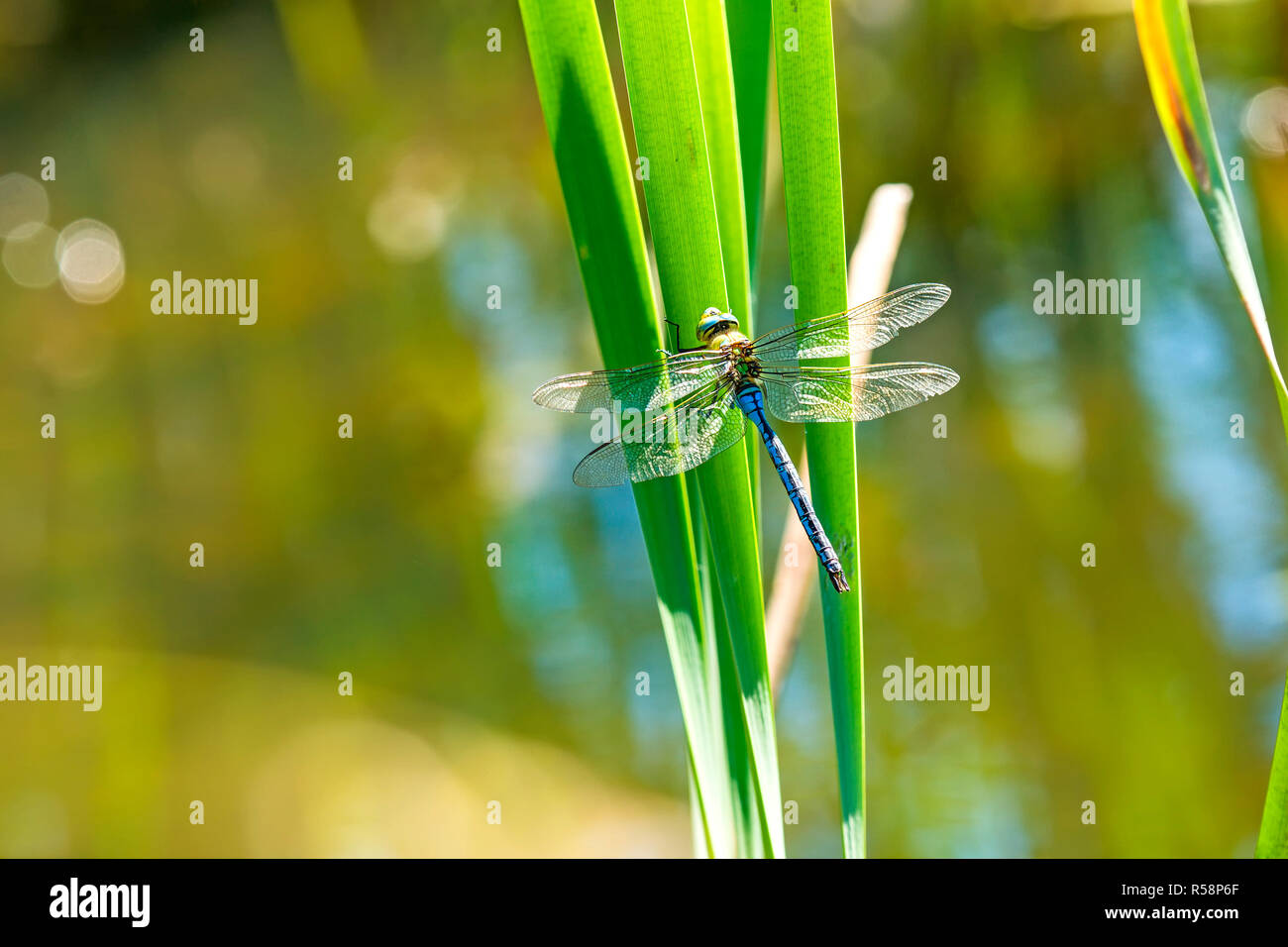 great royal dragonfly,anax imperator,male Stock Photo