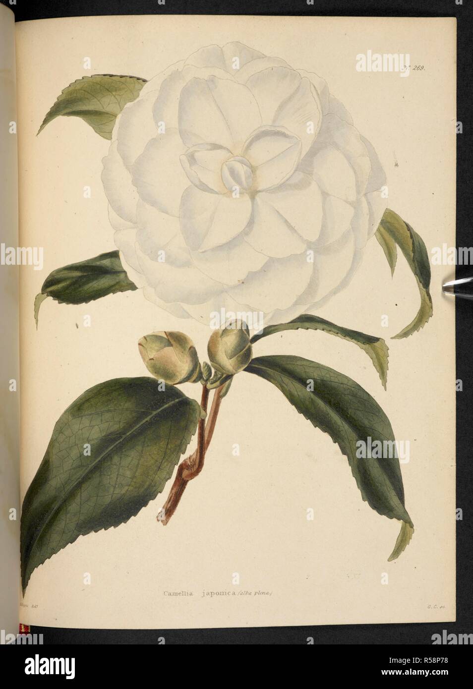 Camellia japonica. The Botanical Cabinet, consisting of coloured delineations of plants, from all countries, with a short account of each, etc. By C. Loddiges and Sons ... The plates by G. Cooke. vol. 1-20. London, 1817-33. Source: 443.b.7, vol.3, no.269. Author: Cooke, George. Stock Photo
