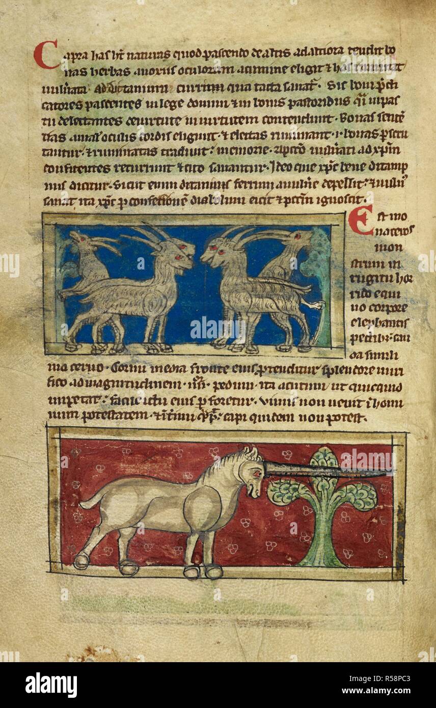 Miniature of wild goats and a monoceros. Bestiary. England, 2nd or 3rd quarter of the 13th century. Source: Sloane 3544 f. 9v. Author: ANON. Stock Photo