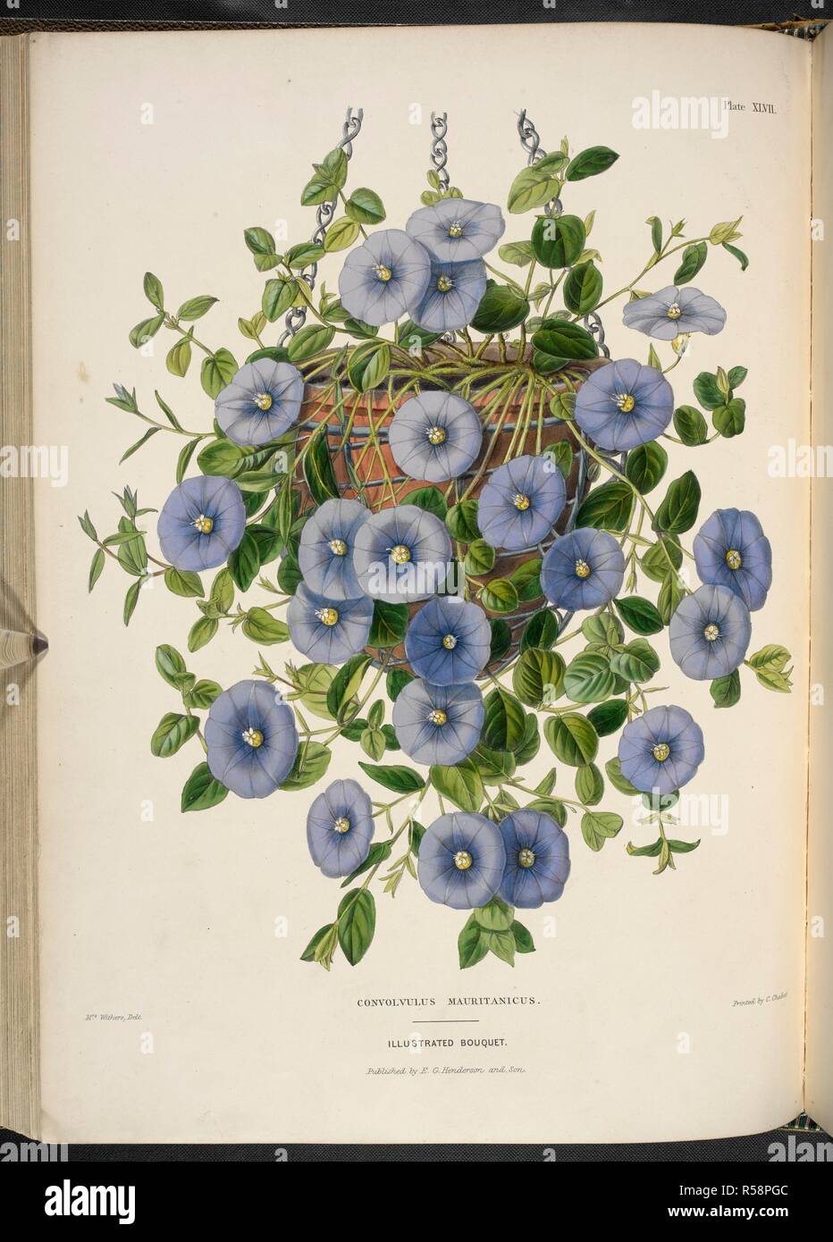 Convolulus Mauritanicus. Ground morning glory. The Illustrated Bouquet, consisting of figures, with descriptions of new flowers. London, 1857-64. Source: 1823.c.13 plate 47. Author: Henderson, Edward George. Withers, Mrs. Stock Photo