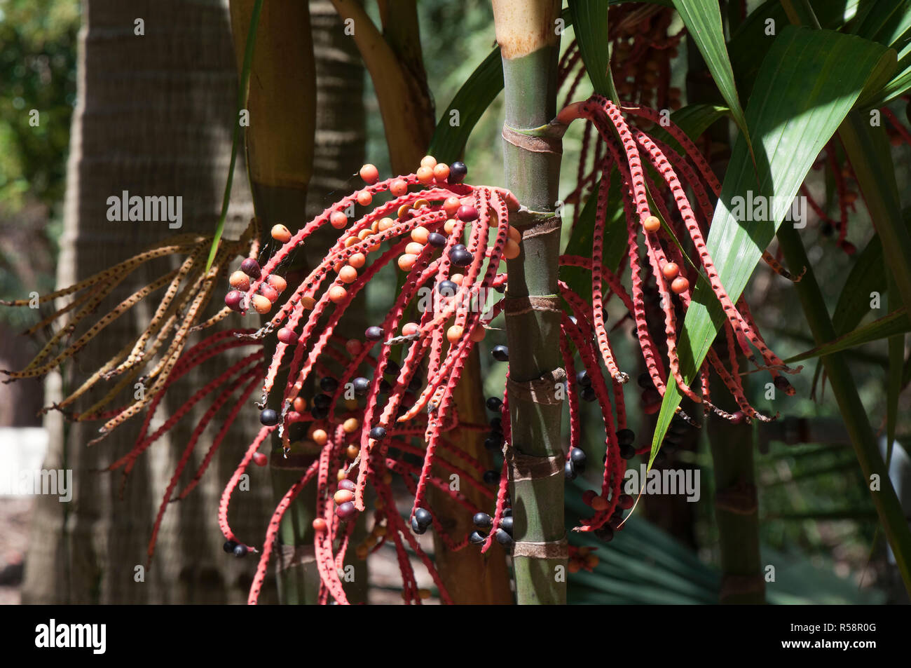 Sydney Australia, seed pods of a ivory cane palm Stock Photo
