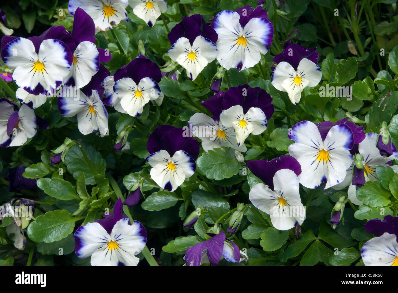 Sydney Australia, garden border of dark purple and white pansy plants Stock Photo