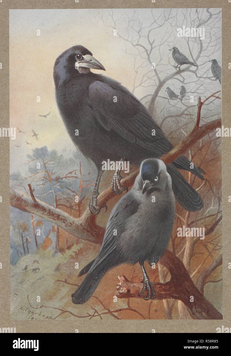 Rook & Jackdaw