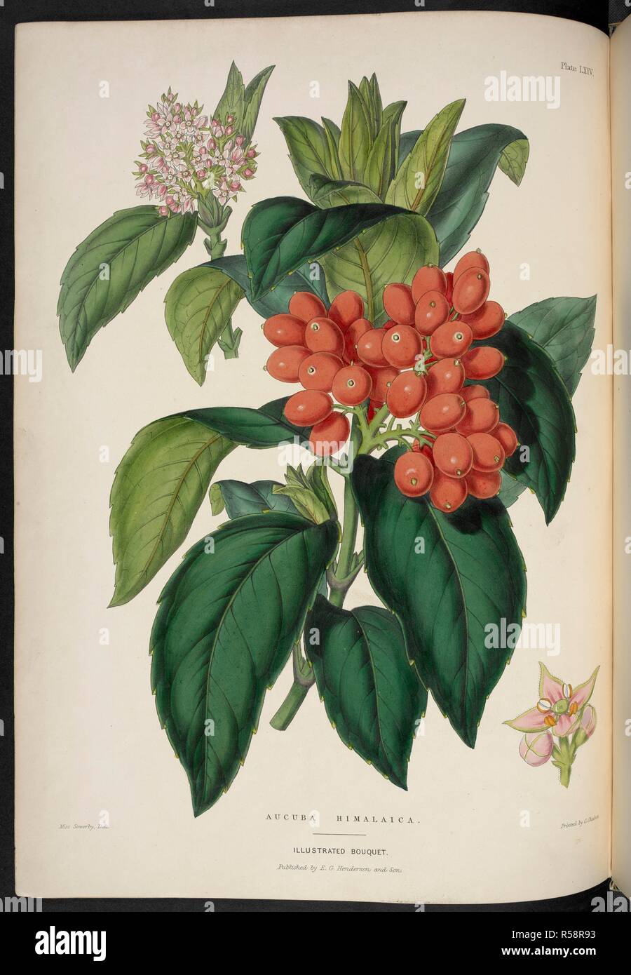 Aucuba Himalaica. . The Illustrated Bouquet, consisting of figures, with descriptions of new flowers. London, 1857-64. Source: 1823.c.13 plate 64. Author: Henderson, Edward George. Sowerby, Miss. Stock Photo