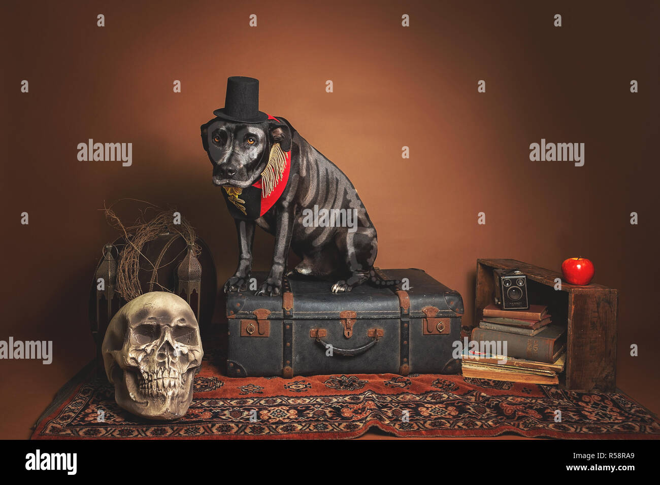 halloween spooky dogs dress up Stock Photo