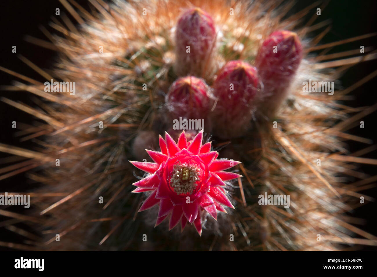 Sydney Australia, close-up of torch cactus with red flowers Stock Photo