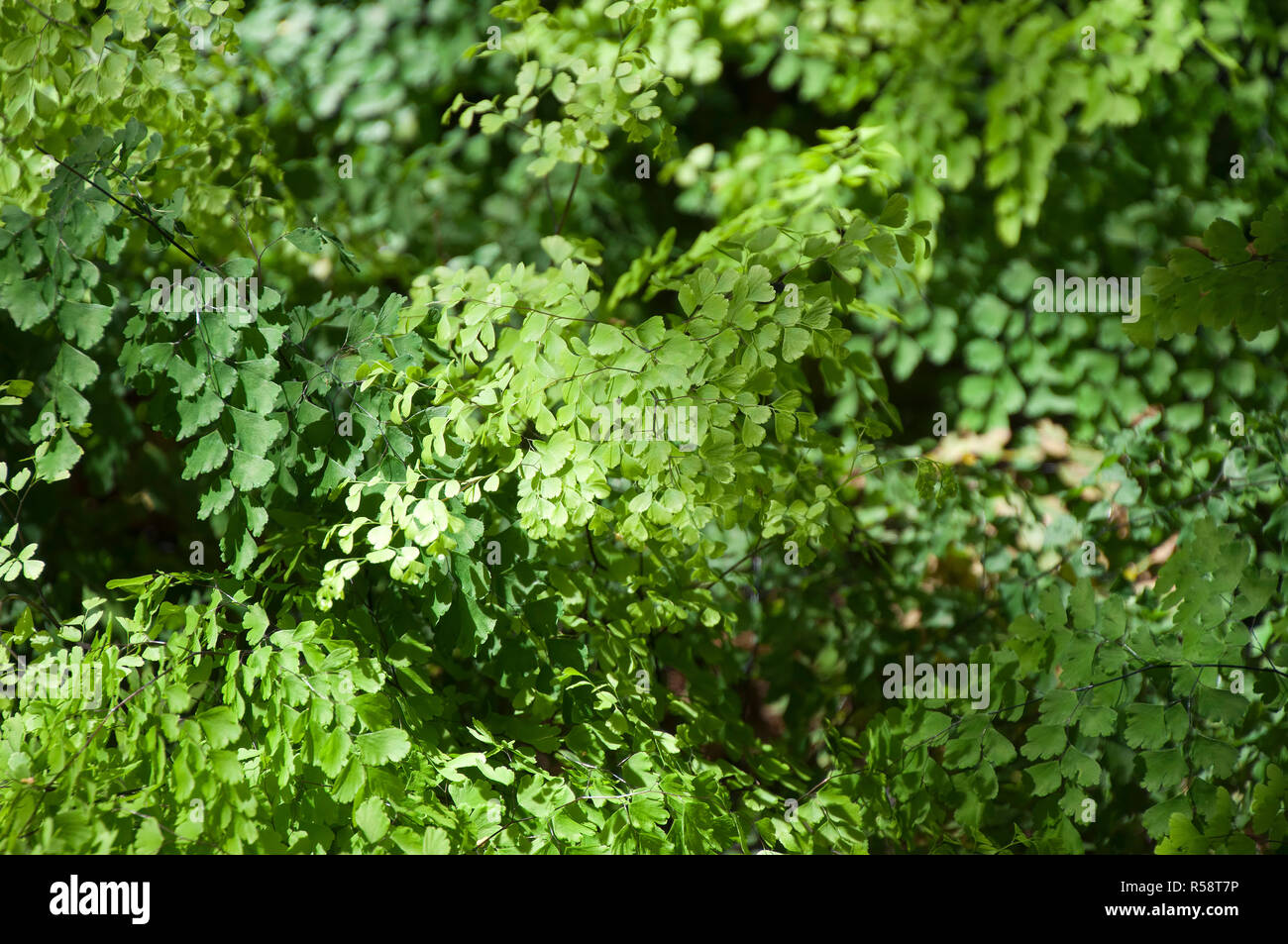 Sydney Australia, sunlight on a patch of maidenhair ferns Stock Photo Alamy