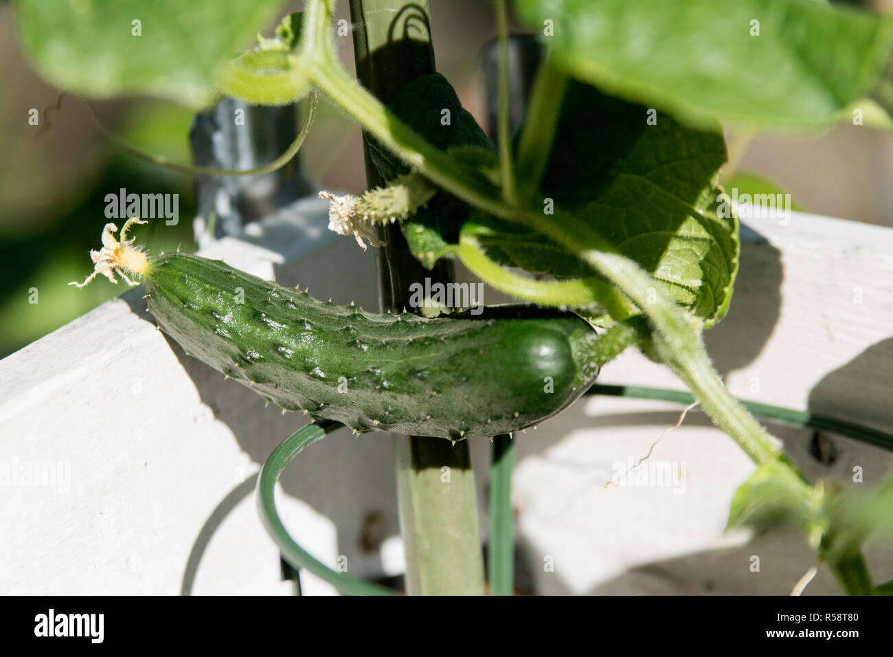 young cucumber in raised bed Stock Photo Alamy