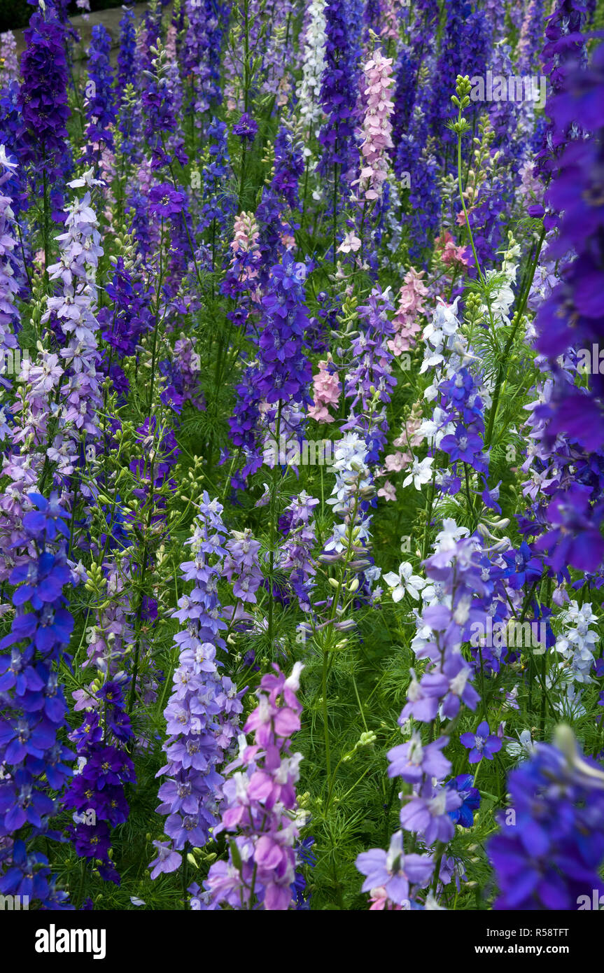 White larkspur flowers hi-res stock photography and images - Alamy