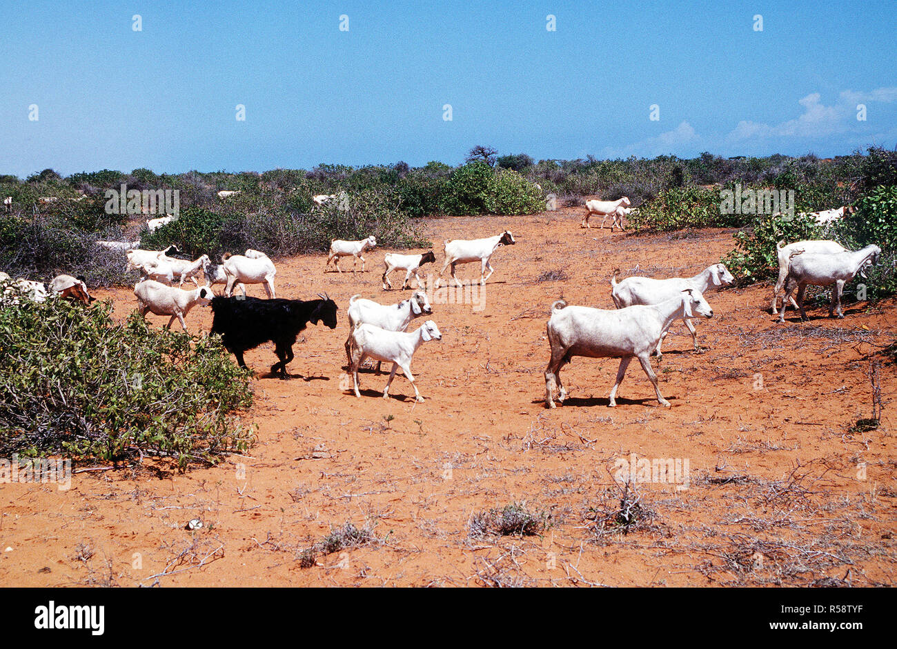 1993 - Goats roam the area near Kismayo, Somalia while U.S. Forces were in Somalia for Operation Continue Hope. Stock Photo