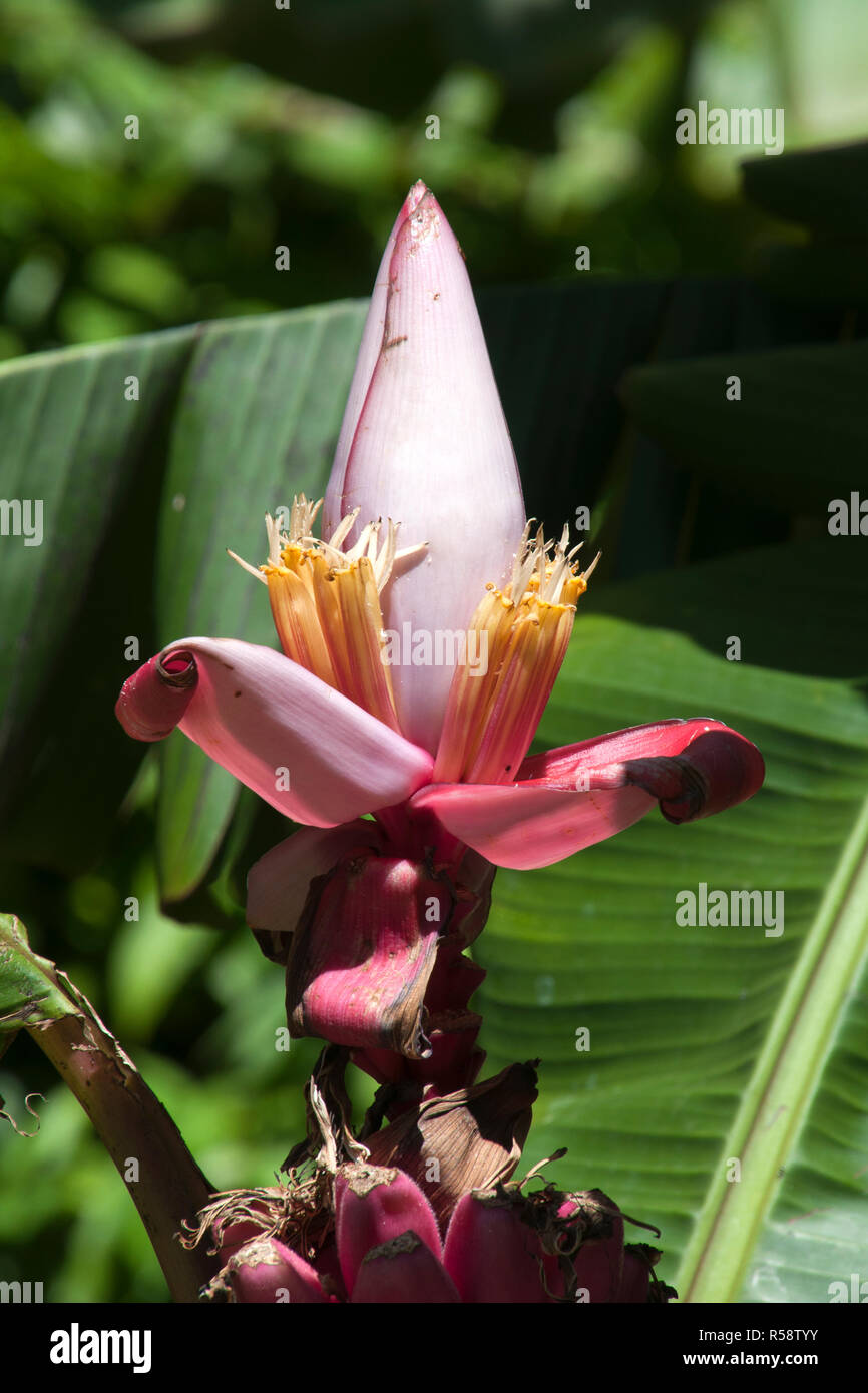Ornamental Banana Blossom Stock Photos & Ornamental Banana Blossom