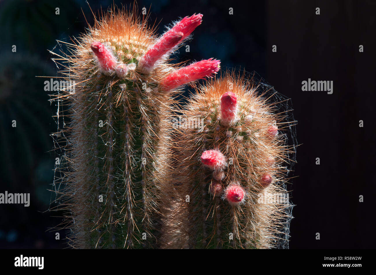 Sydney Australia, Stems of torch cactus with red flowers Stock Photo