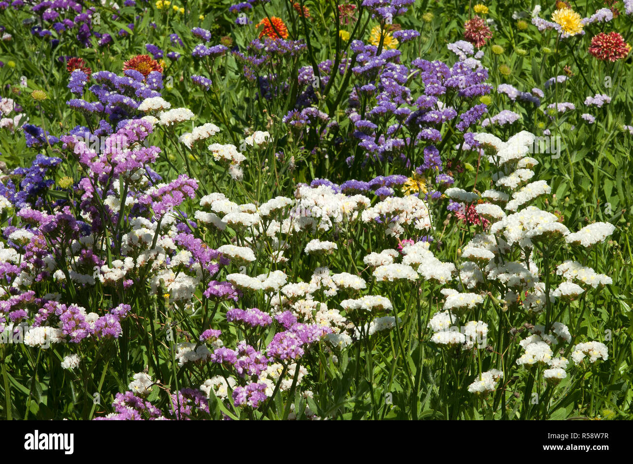 Sydney Australia, field of purple, white and pink flowers of the Perez's sea lavender Stock Photo