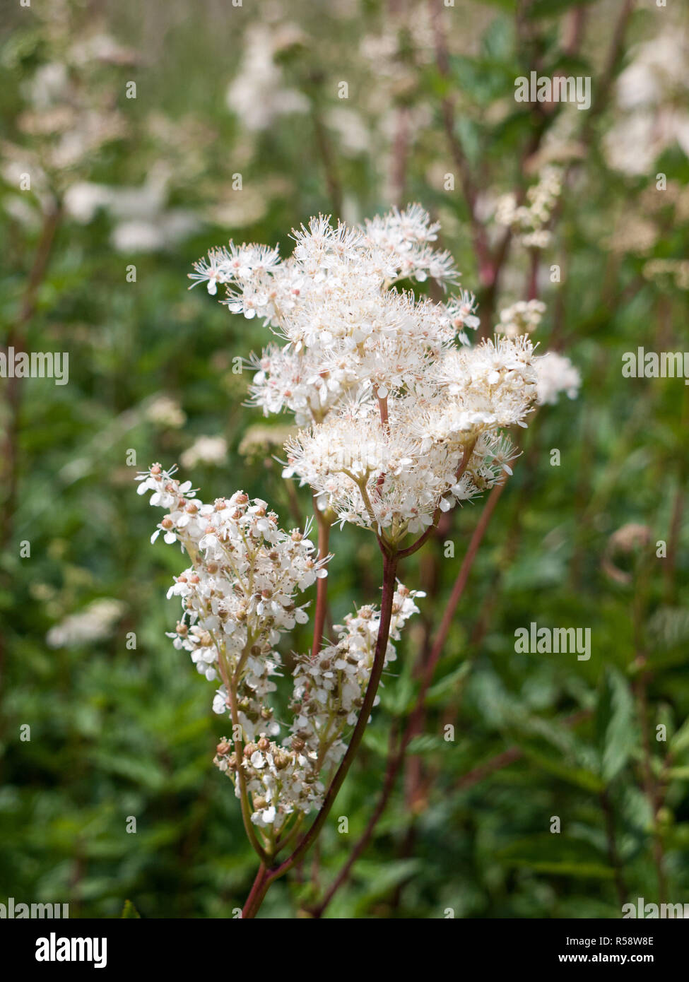 Spiraea alba meadowsweet flower bunch Stock Photo