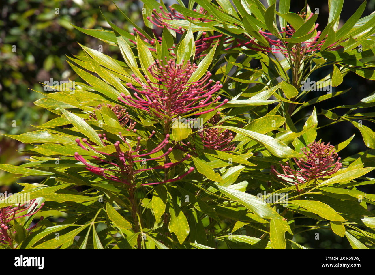 Sydney Australia, flowering dorrigo waratah tree native to NSW and Queensland Stock Photo