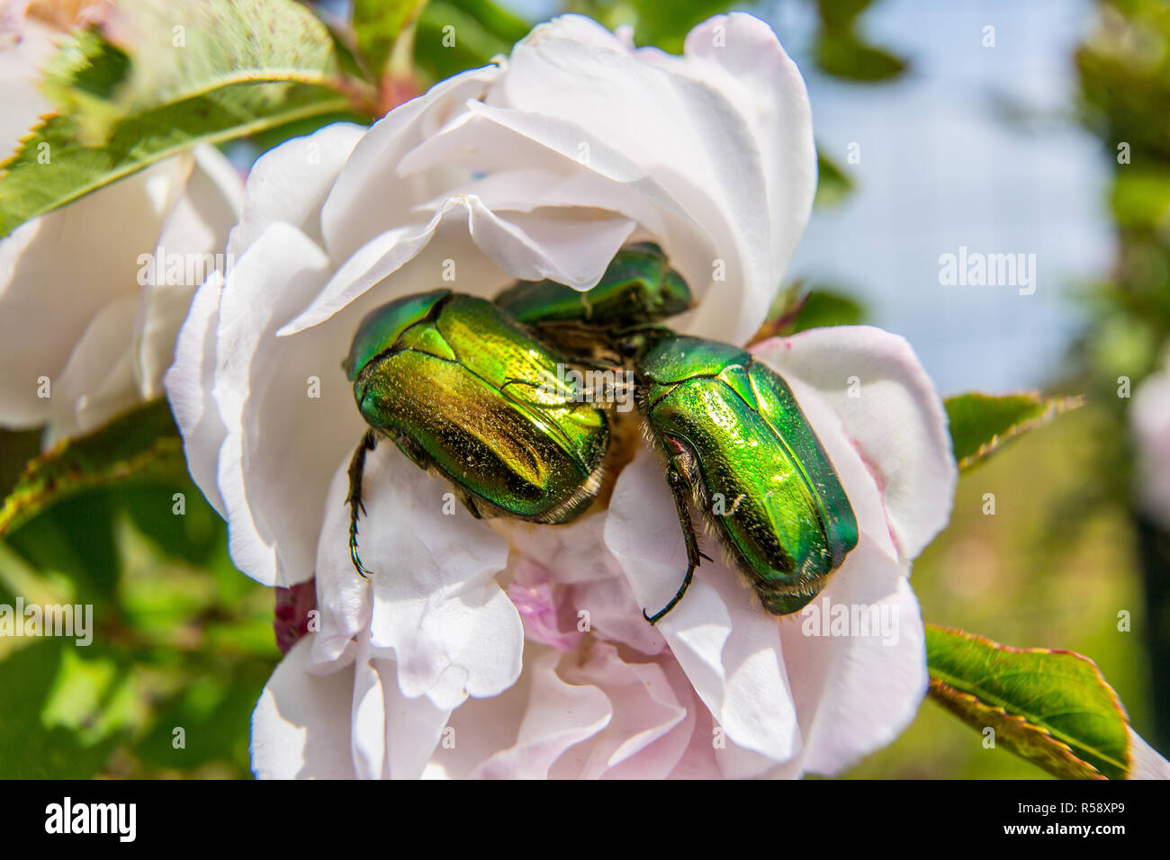 Bugs on flower Stock Photo Alamy