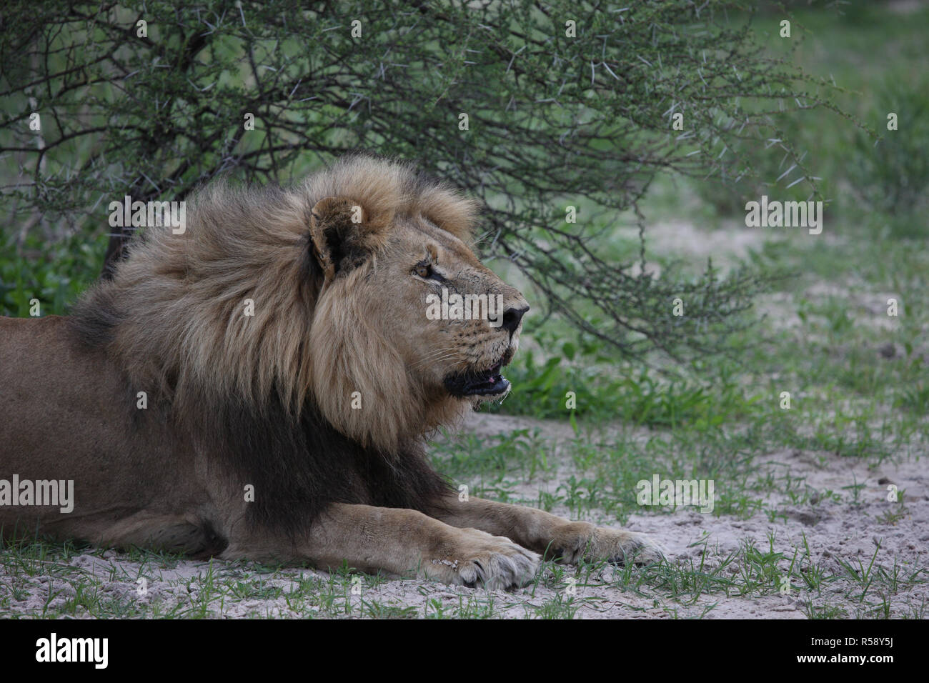 Lion wild dangerous mammal africa savannah Kenya Stock Photo Alamy