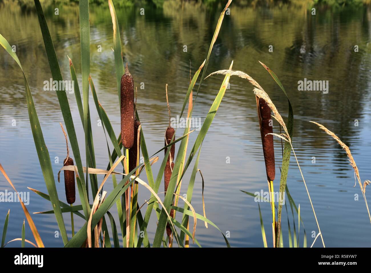 cattail on the pond Stock Photo