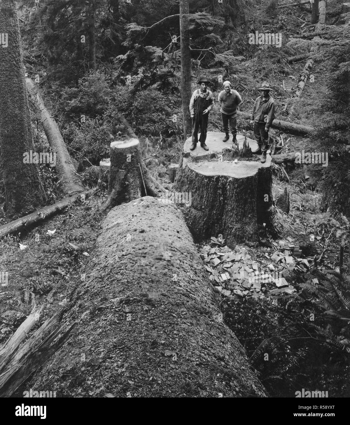 Industries of War - Lumbering - NINE FEET AT CUT, 3 MEN ON STUMP, ON RIGHT OF WAY, CAMP 2-F, NEAR WALDPORT ca. 1915-1920 Stock Photo