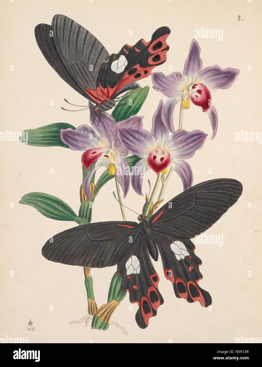 Butterfiles. PAPILIO ICARIUS. (ORDERâ€” LEPIDOPTERA. Section Diukna. Rhopalocf.ra. Bdv.)  . The Cabinet of Oriental Entomology; being a selection of some of the rarer and more beautiful species of Insects, natives of India and the adjacent islands. London, 1848. Source: 1258.k.17 plate 2. Author: Westwood, John Obediah. Stock Photo