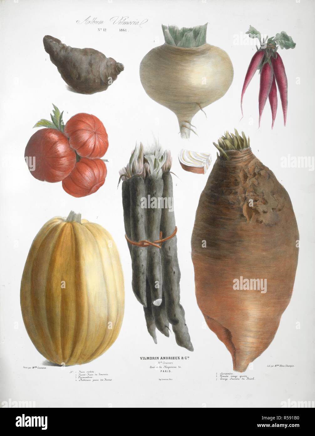 Various Vegetables, including turnips, tomatoes, radish and squash. Album Vilmorin. [68 Coloured plates of vegetables and flowers, printed by E. Champin and Mlle. Coutance.]. Paris, [1850]. Source: N.Tab.2004/k. plate 12. Author: de Vilmorin, Pierre LÃ©vÃªque. Stock Photo