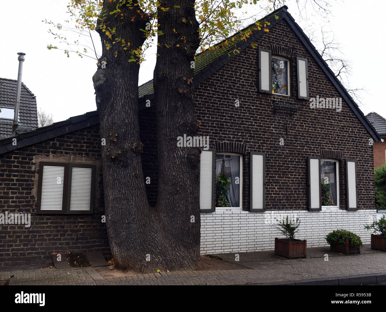 29 November 2018, North Rhine-Westphalia, Düsseldorf: A double-trunk oak stands very close to the gable wall of a small brick house. Photo: Horst Ossinger/dpa Stock Photo