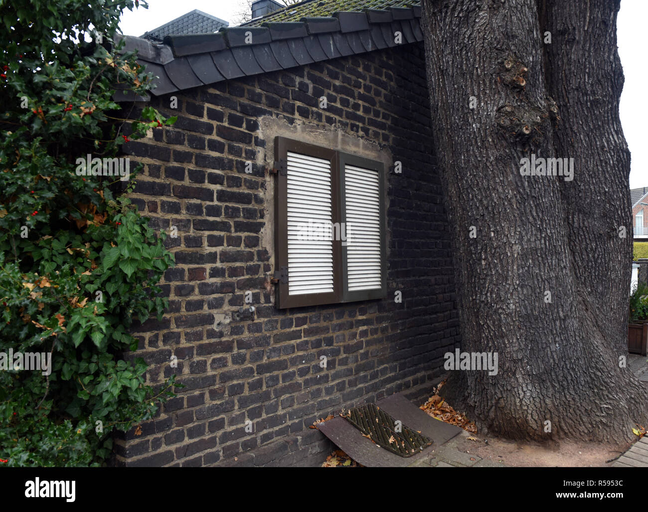 29 November 2018, North Rhine-Westphalia, Düsseldorf: A double-trunk oak stands very close to the gable wall of a small brick house. Photo: Horst Ossinger/dpa Stock Photo
