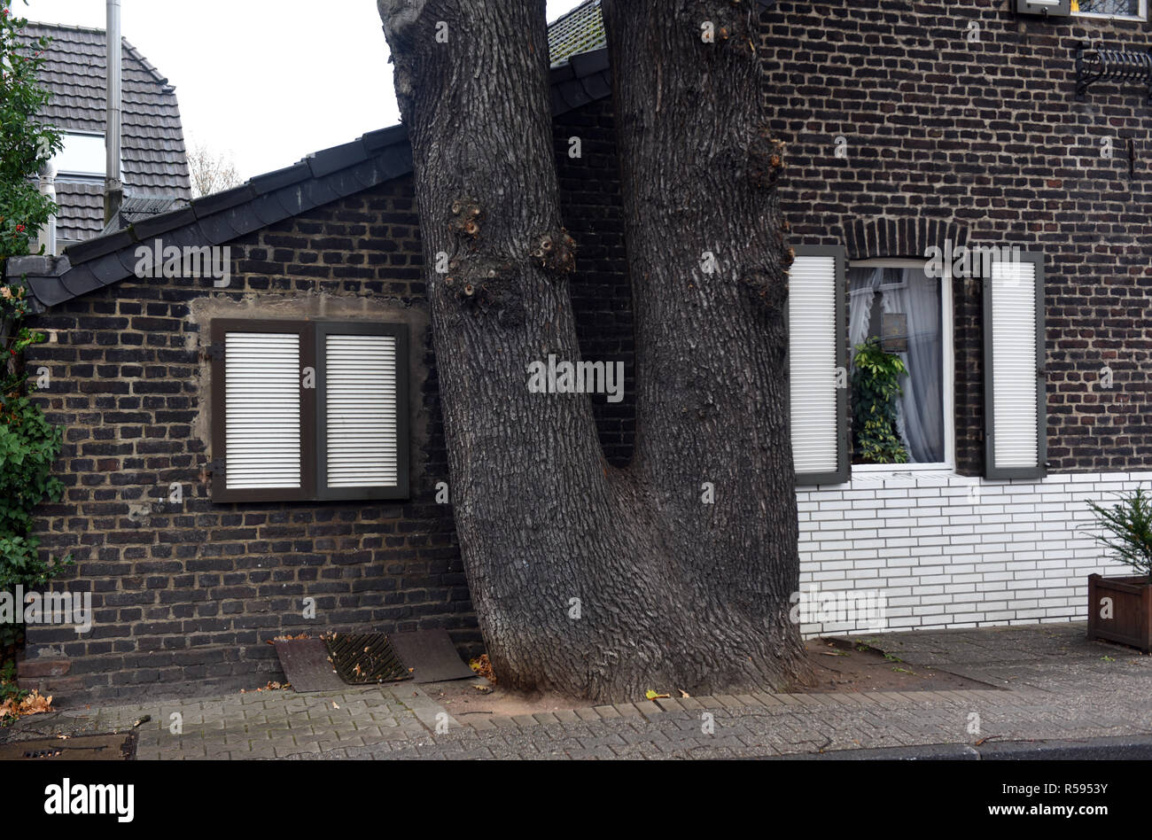 29 November 2018, North Rhine-Westphalia, Düsseldorf: A double-trunk oak stands very close to the gable wall of a small brick house. Photo: Horst Ossinger/dpa Stock Photo