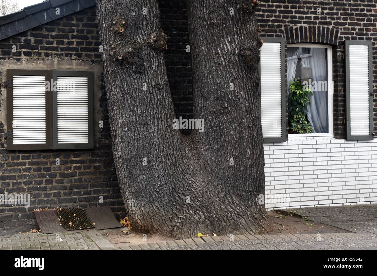 29 November 2018, North Rhine-Westphalia, Düsseldorf: A double-trunk oak stands very close to the gable wall of a small brick house. Photo: Horst Ossinger//dpa Stock Photo