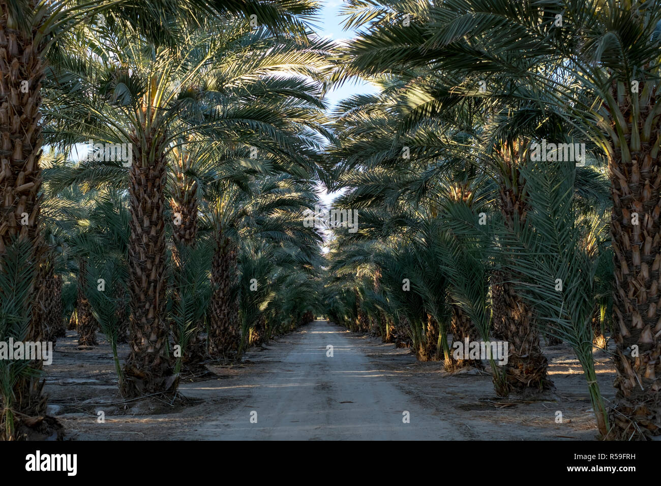 Date palm groves in southern California, USA Stock Photo Alamy