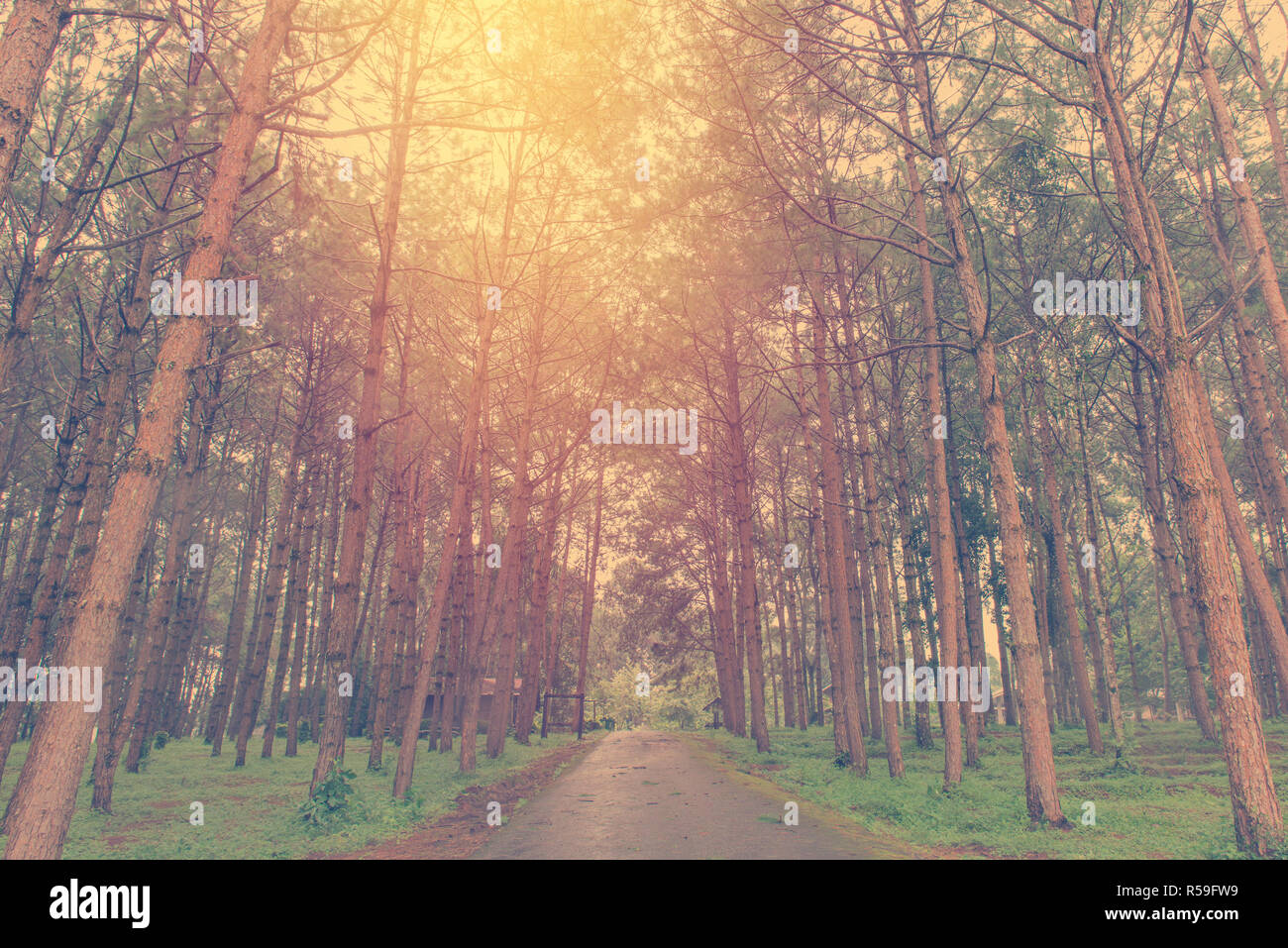 trunks of tall old trees in a pine forest Stock Photo - Alamy