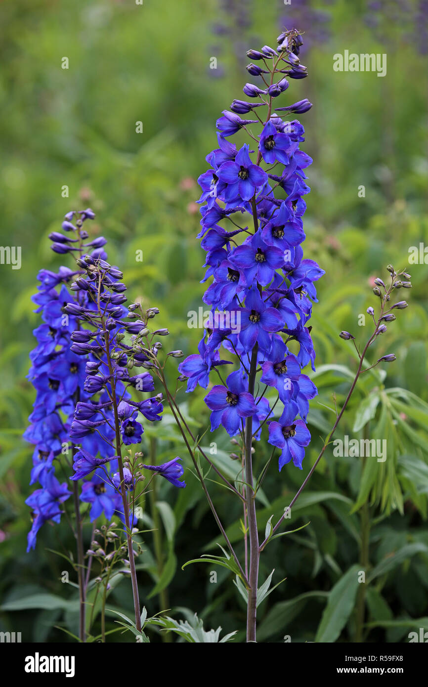 blue-flowered delphinium delphinium Stock Photo