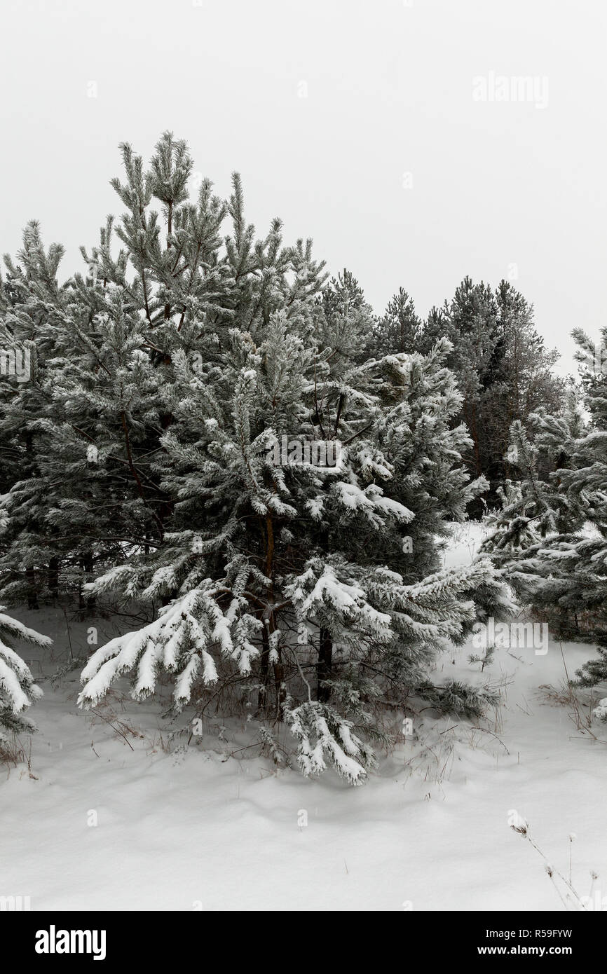 Row large pine trees hi-res stock photography and images - Alamy