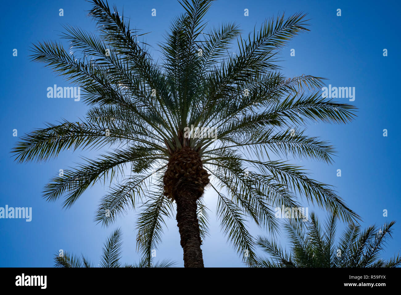 Deglet Noor date palms in southern California, USA, a major cash crop for California agriculture Stock Photo