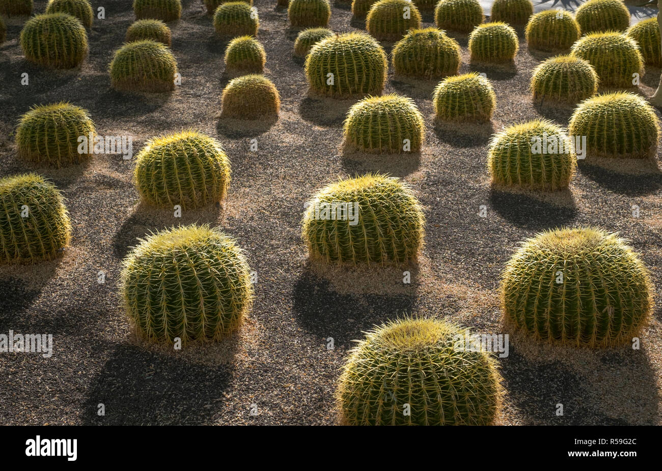 Cactus garden in southern California with round cacti growing in rows