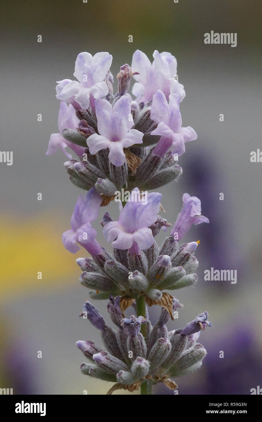 real lavender,lavandula angustifolia Stock Photo