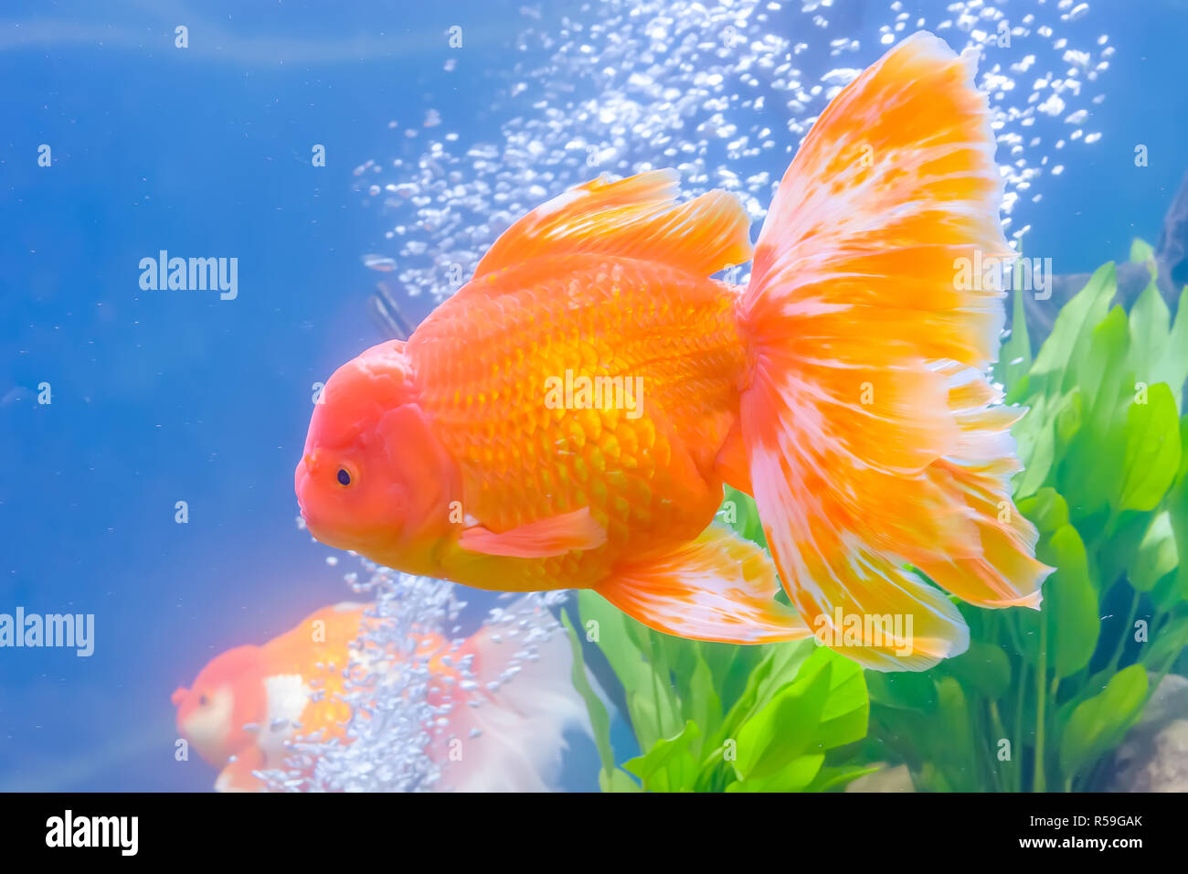 Goldfish in the cabinet Stock Photo - Alamy