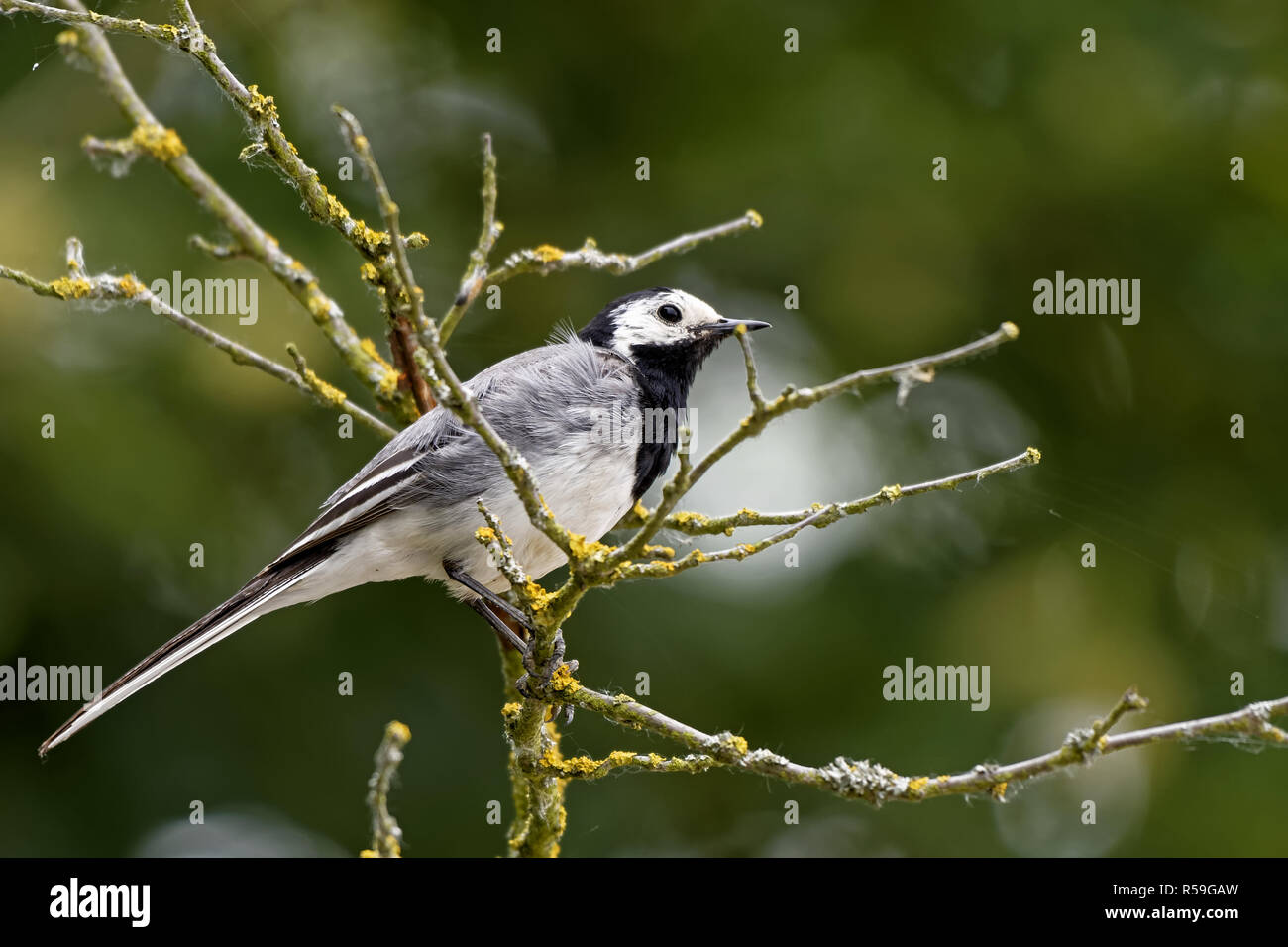 wagtail on a tree Stock Photo