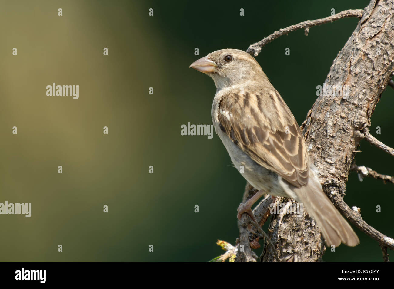 house sparrow weave Stock Photo