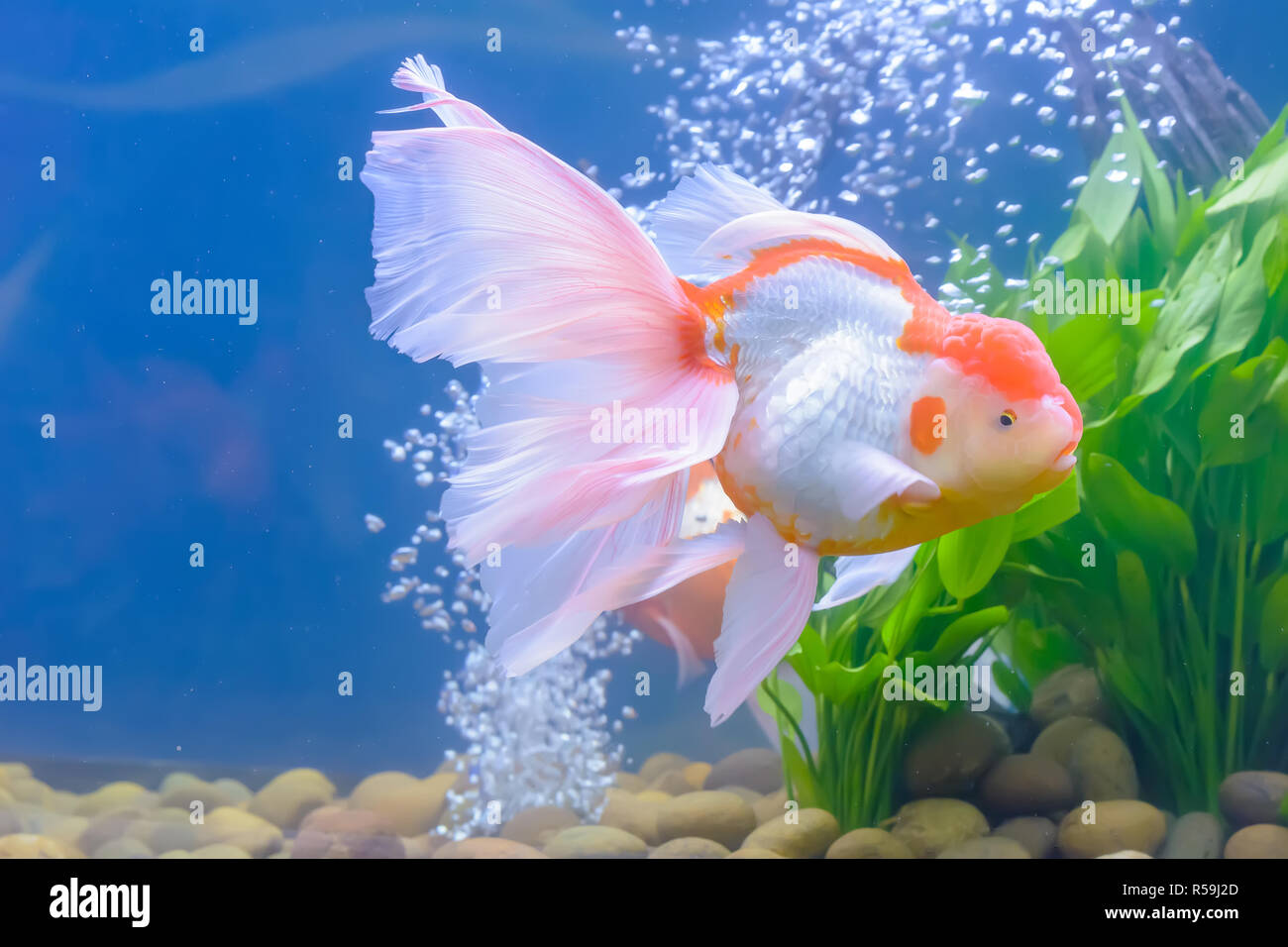 Picture of Goldfish in the cabinet Stock Photo - Alamy
