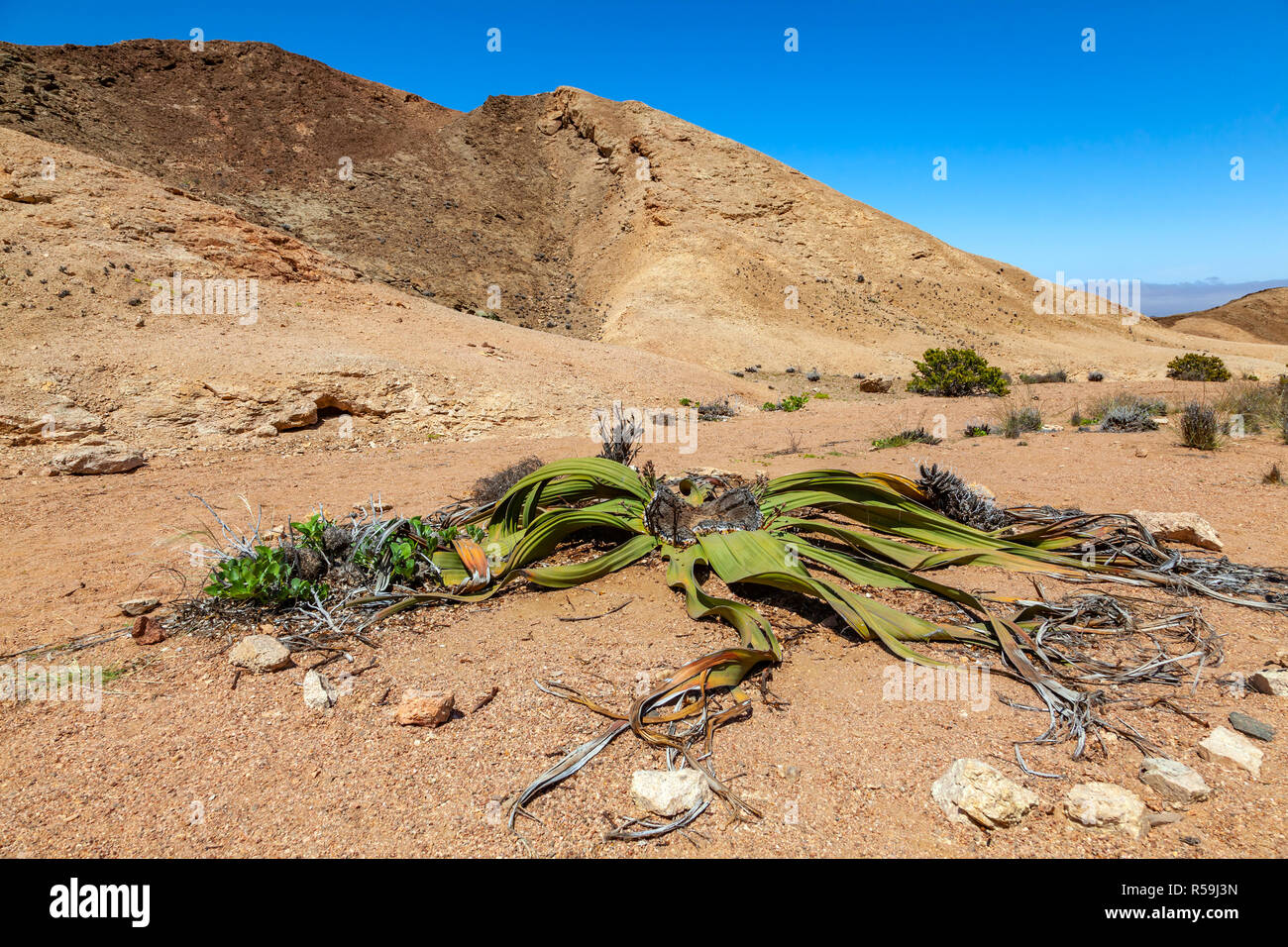 Welwitschia Namib Desert Namibia Plant Stock Photos & Welwitschia Namib