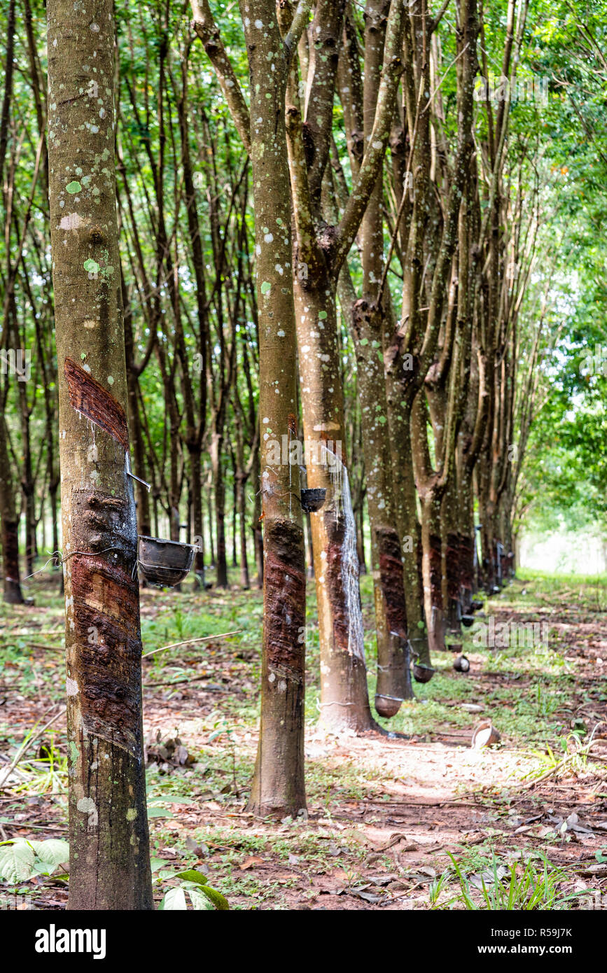 Rubber tree plantation Stock Photo Alamy